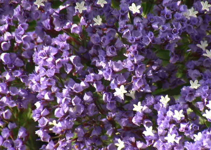 Tomaren Сан-Бартоломе