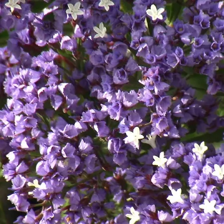 Tomaren San Bartolomé